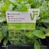 MENTHA SPICATA VAR. CRISPA 'MAROKKO' kak