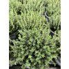 THYMUS VULGARIS 'FAUSTINO' (MATERINA DÚŠKA
