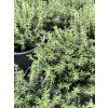 THYMUS VULGARIS 'FAUSTINO' (MATERINA DÚŠKA