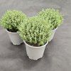 THYMUS VULGARIS 'FAUSTINO'1