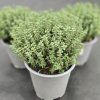 THYMUS VULGARIS 'FAUSTINO'3