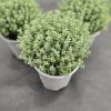 THYMUS VULGARIS 'FAUSTINO'4