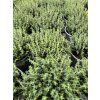 THYMUS VULGARIS 'FAUSTINO' (MATERINA DÚŠKA