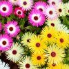 DOROTHEANTHUS BELLIDIFORMIS 'GELATO FORMULA MIX ist