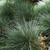 CORYNEPHORUS CANESCENS 'SPIKY BLUE' ist