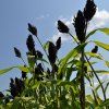 SORGHUM BICOLOR 'NIGRUM' iist1