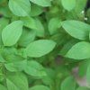 OCIMUM BASILICUM 'EVERLEAF LEMON' ist1