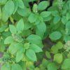 OCIMUM BASILICUM 'EVERLEAF LEMON' ist