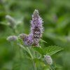 MENTHA × PIPERITA 'PEPPERMINT ist1