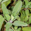 SALVIA OFFICINALIS ist