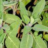 SALVIA OFFICINALIS ist2