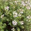 THYMUS VULGARIS 'ORANGELO' 2