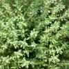THYMUS VULGARIS 'ORANGELO' ist1