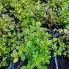 THYMUS VULGARIS kak2