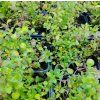 THYMUS VULGARIS kak3