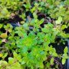 THYMUS VULGARIS kak1