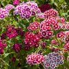 DIANTHUS BARBATUS MIX FARIEB ist1