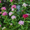 DIANTHUS BARBATUS MIX FARIEB ist2