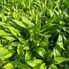 DIANTHUS BARBATUS MIX FARIEB kak1