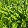 DIANTHUS BARBATUS MIX FARIEB kak2