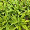 DIANTHUS BARBATUS MIX FARIEB kak3
