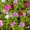 DIANTHUS BARBATUS MIX FARIEB ist
