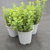 ORIGANUM VULGARE 1