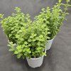 ORIGANUM VULGARE 2