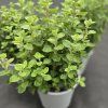 ORIGANUM VULGARE 3