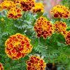 TAGETES PATULA 'DURANGO BEE' ist