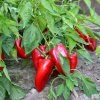PAprika Slovakia ist2