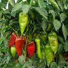 Paprika Slovakia ist