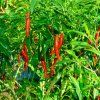 paprika artist ist1