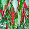paprika artist ist