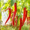 PAPRIKA ROČNÁ 'POSEIDON' ist