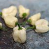 HABANERO WHITE ist1