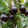 PARADAJKA KOLÍKOVÁ BLACK OPAL ist