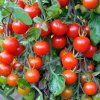 Tumbling Tom red Tomato ist3