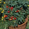 Tumbling Tom red Tomato ist