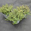 THYMUS 'FOXLEY' 2