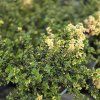 THYMUS 'FOXLEY' 7