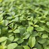 OCIMUM BASILICUM (BAZALKA PRAVÁ)