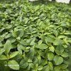 OCIMUM BASILICUM (BAZALKA PRAVÁ)