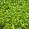 OCIMUM BASILICUM kak1