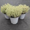 THYMUS CITRIODORUS 'LADY D'1