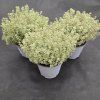 THYMUS CITRIODORUS 'LADY D'2