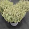 THYMUS CITRIODORUS 'LADY D'3