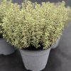 THYMUS CITRIODORUS 'LADY D'4