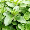 ORIGANUM MAJORANA 'MARCELKA'