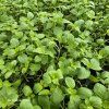 ORIGANUM MAJORANA 'MARCELKA'